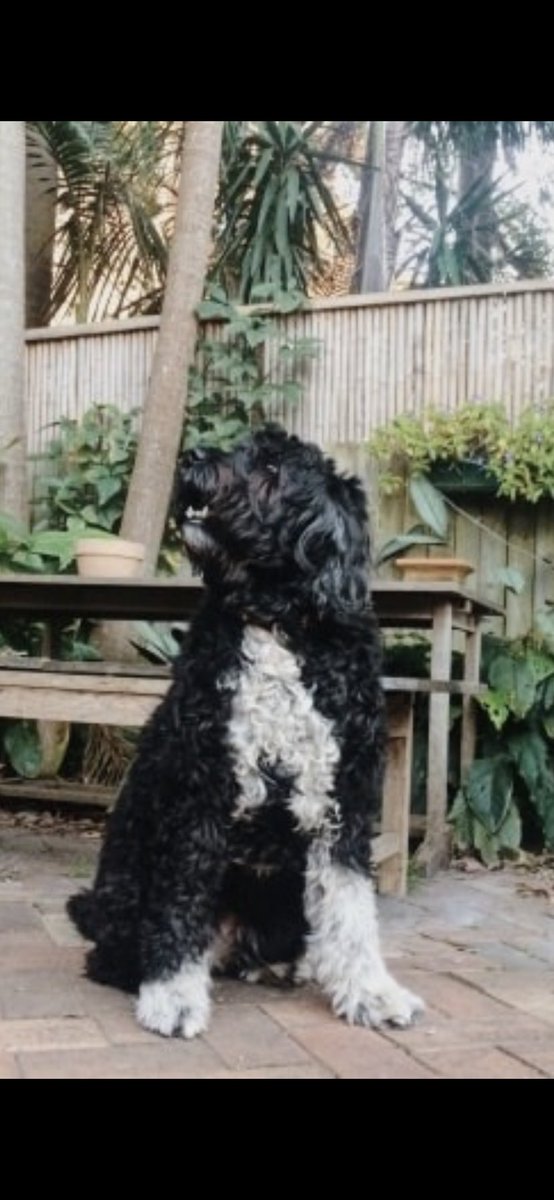 kylieahern's tweet photo. @firehawkx_ @_ajacks_ @deannavarga We seem to now be the home of #bullarab dog photos. Very cool. I don’t have have one myself. But here’s my recently deceased and much loved girl, Gypsy. Portuguese Water Dog was her breed. 😭 missing her. https://t.co/jqifofgYuB