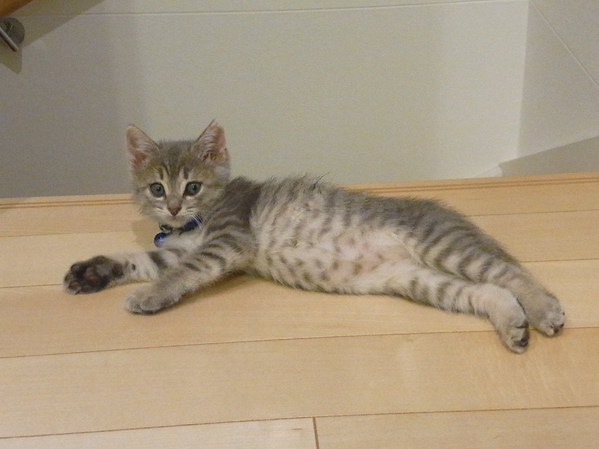 34 ブルーはな 