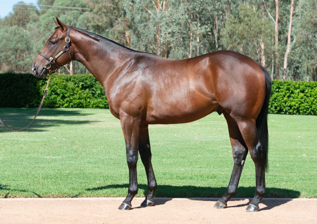 pedigreeupdate's tweet photo. Second lot to sell this morning, the I Am Invincible @yarramanpark colt out of VRC Sires' Produce Stakes winner Twilight Royale sells to @TomMagnier @inglis_sales for $1.4 million #SaleTopper https://t.co/jDfkX5us1I