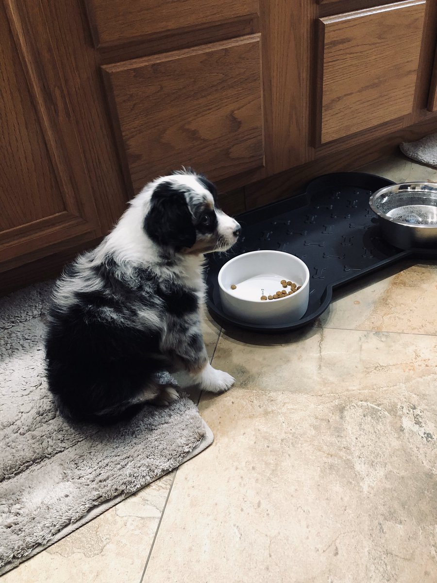 MasonJL79's tweet photo. This isn’t toilet paper, why the rations human? #bluemerlelife @aussiesdointhgs https://t.co/CuOK71q8zd