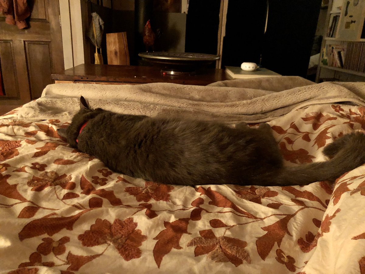 He takes up approximately 75% of the bed, sleeping fully perpendicular to human legs, and you know what, he deserves it.