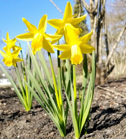 SistersOfStMarg's tweet image. Thankful for evidence of spring and these beautiful evenings at the convent.  #duxbury #conventlife