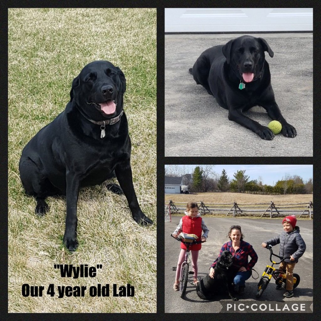 Panther Families - This week we’re celebrating a “Me and My Pets” theme.  Pets are important members of our families and big part of our wellness.  Please share these pics with your kids and feel free to share pics with your child’s teacher!  (1/3) #UCDSB