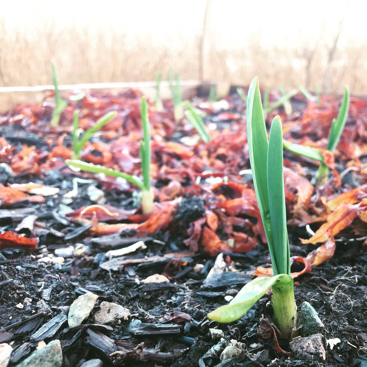 The  #GrannyGarden movement is an act of love in a time when many of the things we rely on have become unstable. We’re growing love and growing food and carrying on our ancestors’ work while we do it.  Ǧiáxsix̌a for following along!