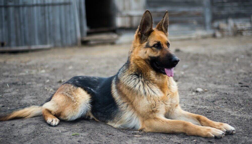 Medical Specialties as Dog Breeds1. General/Trauma Surg -> German Shepherds Hardworking, sharp, and confident. Will save the day, dependable in crisis. Can be very intimidating but are friendly once you get to know them and very loyal.