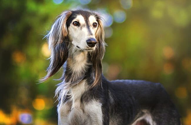 3. Dermatology -> Saluki Beautiful and aloof. Cannot be parted from creature comforts but are quite smart. Dignified, graceful, and committed to the aesthetic game.