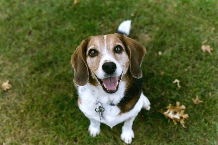 Psychiatry -> Beagles Amiable, even tempered and gentle. Thrives with people, is probably having a rough time in social isolation. Unflappable cheerleaders known for their generally cheerful disposition.