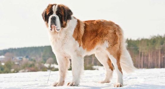 ER -> Saint Bernard Will rescue anyone, anytime, anywhere. Works to exhaustion but sulks if left out of any fun. Tolerant and loving, referred to as saint for a reason. (May we suggest not skiing in a snow storm though?)