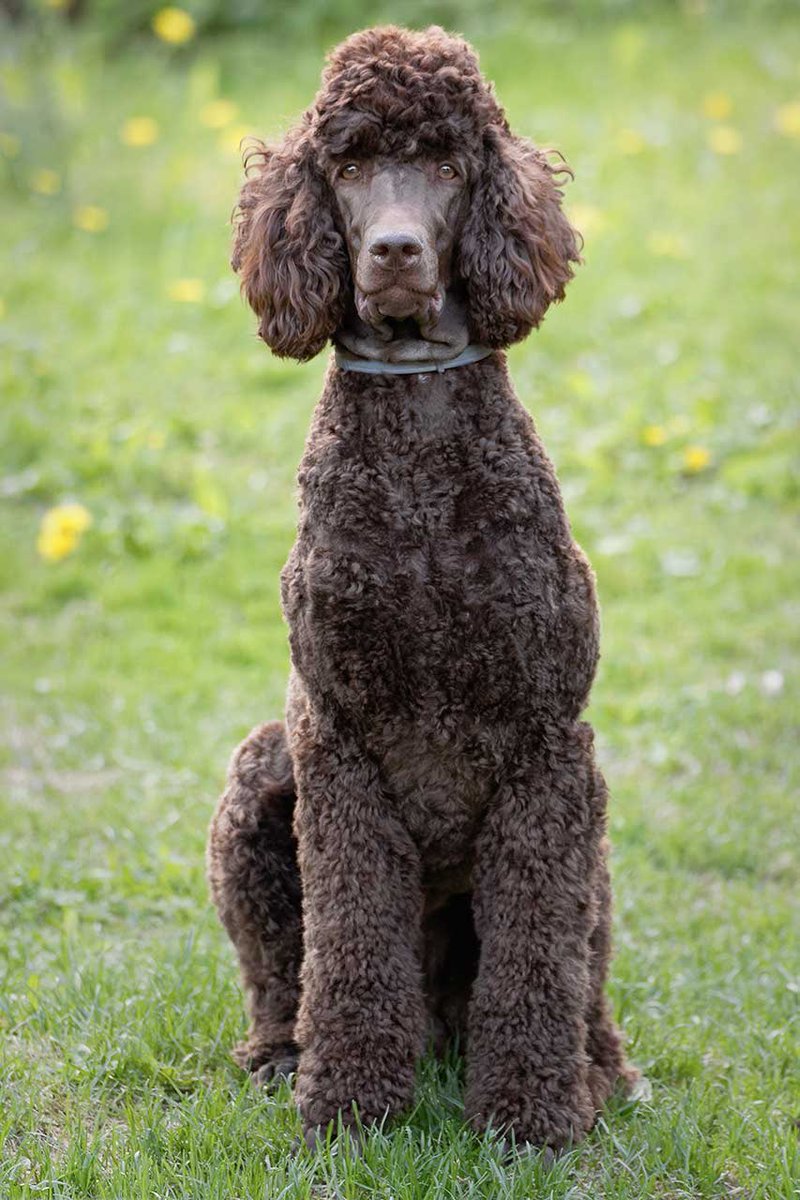 Plastics -> Poodle Unfairly maligned breed who are actually wickedly smart and agile. Obsessed with appearance but generally sunny disposition. Can be excellent with children. Dignified and elegant.