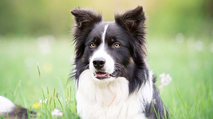 Neurosurg -> Border Collie Can work for days on end performing extremely complex tasks. Renowned for their intelligence but can be standoffish with strangers. Dependable and happiest when kept busy. Frequently leaves others in awe.