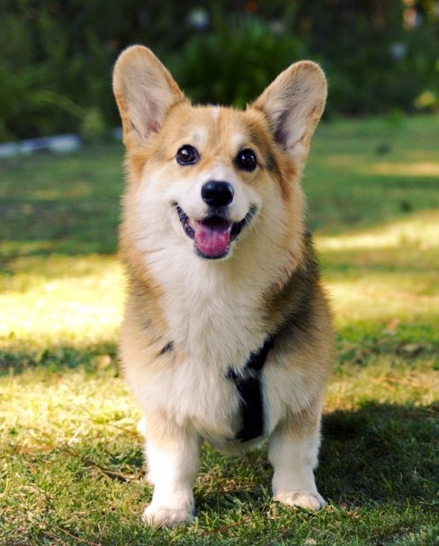 Family Med -> Corgi If you don’t like a corgi there’s something wrong with you. Tenacious spirits that love and accept everyone. You won’t meet a friendlier breed anywhere. Great at troubleshooting and thinking outside of the box. Usually chatty and playful.