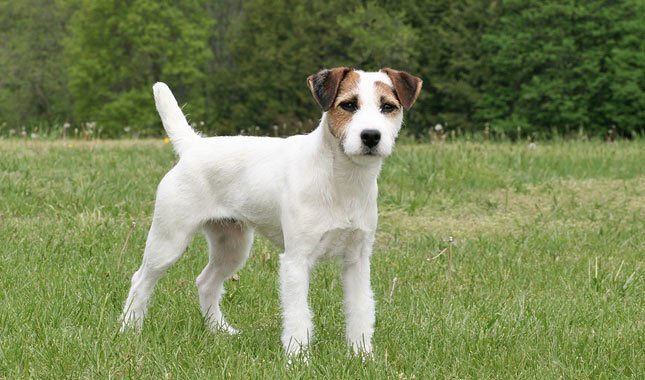 Anesthesia -> Jack Russell Terrier Excels in short but extreme bursts of speed to catch small prey. Assertive and fearless, they are excellent at their niche. So intelligent it can be hard to keep up. Can count on them to get the job done. Occasionally feisty with other breeds.