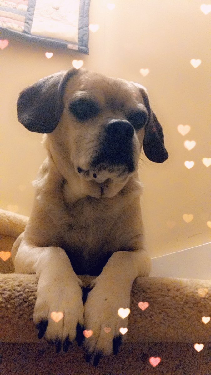 MsWeber16's tweet photo. @OxfordStES Here are my babies!! Duke loves having me home, but is annoyed that we're not outside walking every minute. KitKat is about ready to throw us out and has to be reminded she chose to live with us! #petsunderlockdown #webersworld https://t.co/5yksdfMPAn