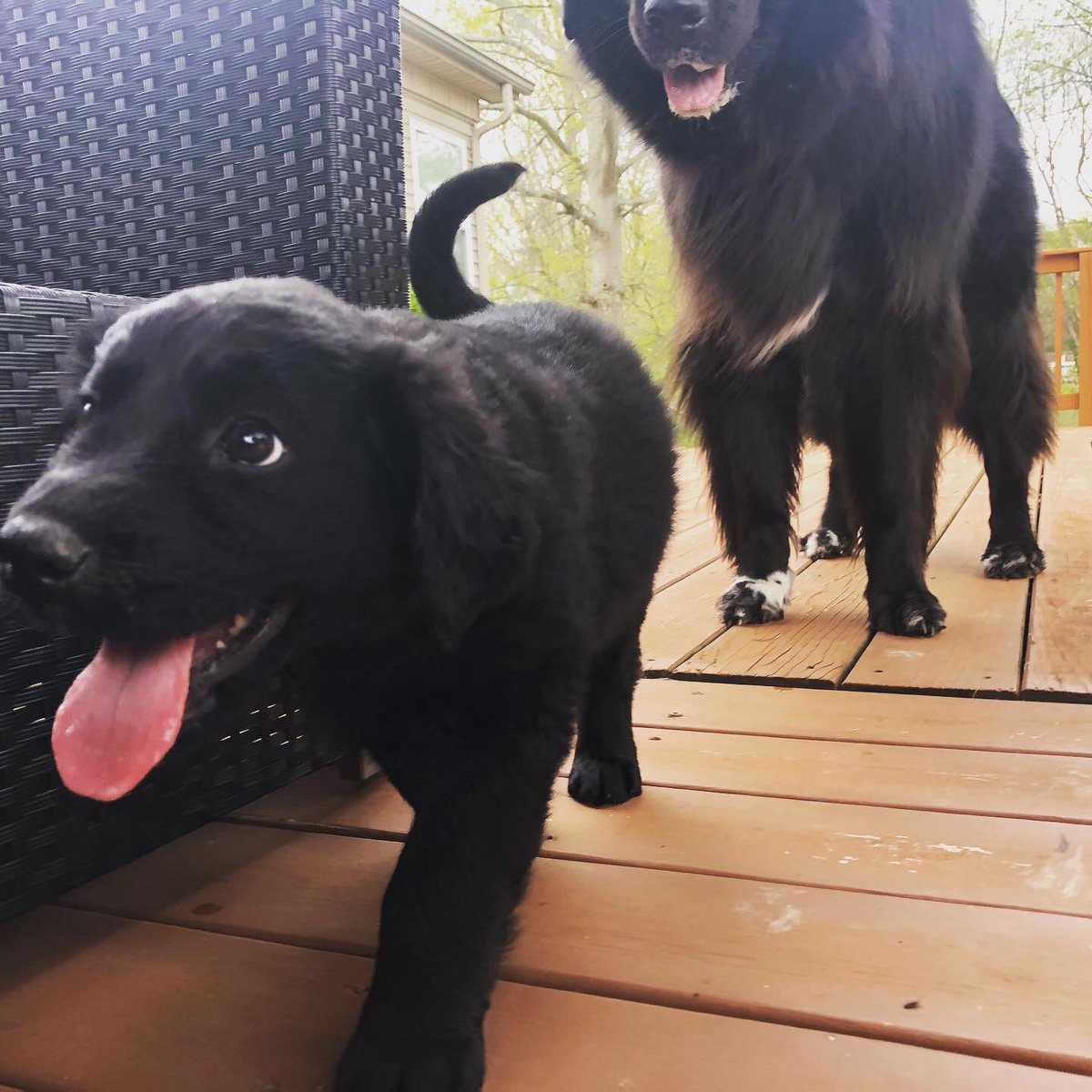 Welcome to the family, Layla.  #DogsofTwittter