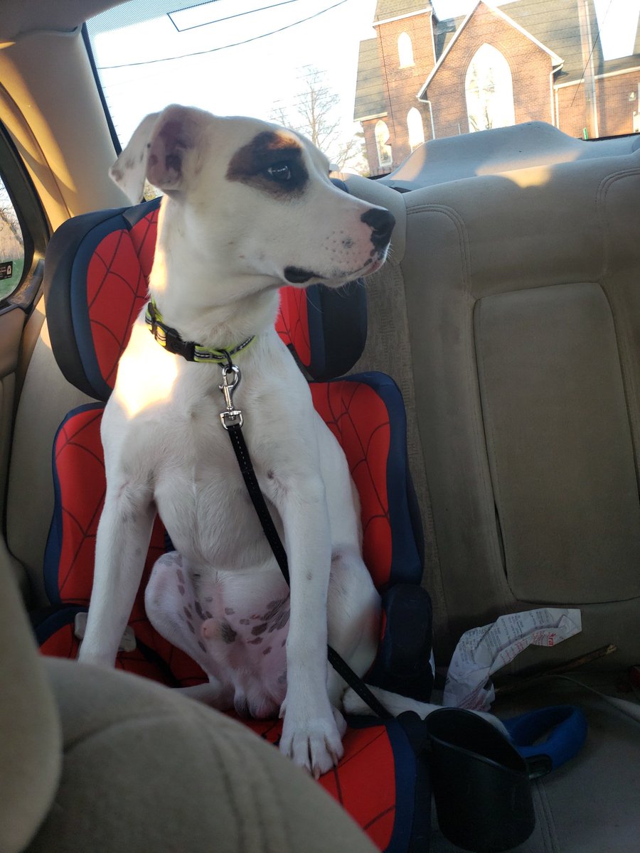 smatn5's tweet photo. @PixScienceCo Malcolm.  Thinks this is his seat. https://t.co/82PtcOUj4K