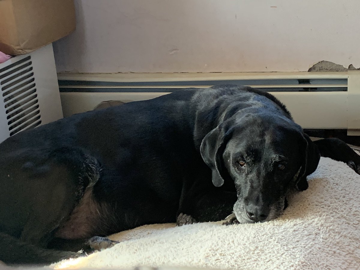 bigdogsnowls's tweet photo. #CHvirtualSpiritWeek My best buddy -Chewey. Dogs make us better people. https://t.co/pJvy1c6UHX