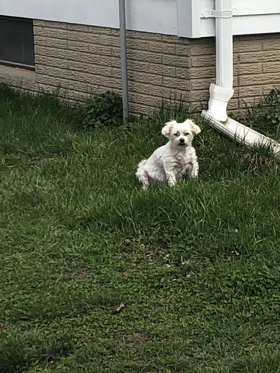 Michell16717421's tweet photo. Virtual Spirit Day #????: LCHS pets... being a diva while enjoying the sun. She’s too cool to play basketball with us! #fearthelaunch @MrZimmermanLCHS https://t.co/v0FcnPb1cC
