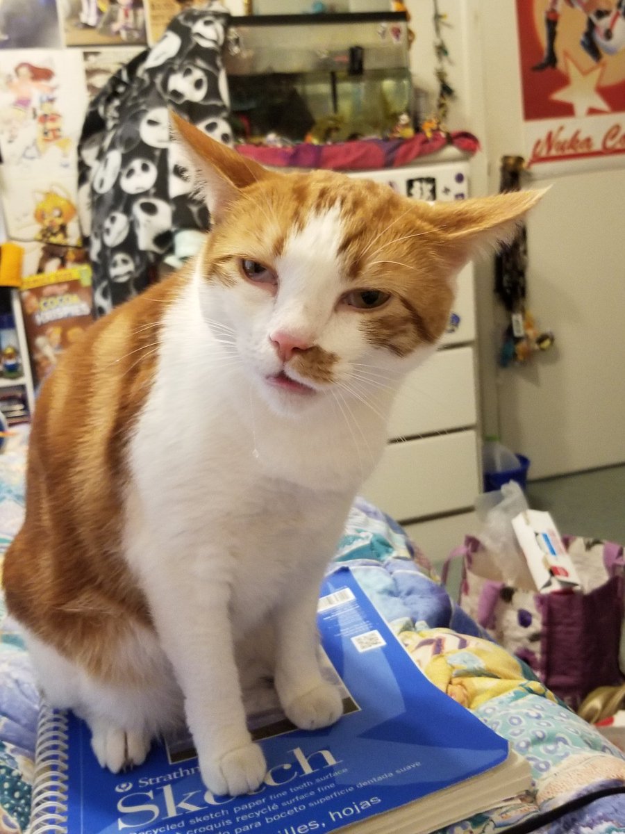 NuclearNoa's tweet photo. so I was takin pics of Eddie when he sneezed, and needless to say, they turned out amazing #Eddie #EddieGluskitten #cats #NuclearNoa https://t.co/gjIV3U1dAH