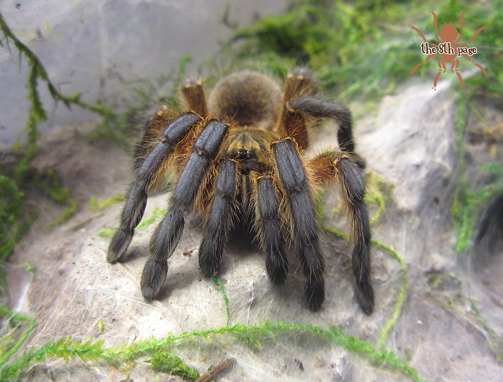 cw spiderAn old world next! This is a juvenile female Harpactira pulchripes, an old world tarantula native to areas of South Africa. They reach ~4-5 inches as adults. Great webbers, but will burrow if they have the space.
