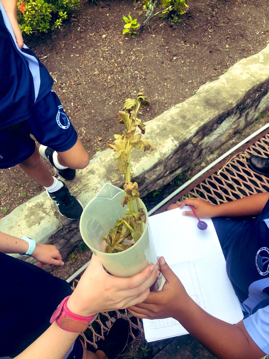 LEThomas_ECE's tweet photo. How is water transported in plants? What environmental factors influence how fast water is transported in plants? That is what my Ss answered during this science investigation! #ThomasTribe #TeachingInternationally https://t.co/Kwl8SbAEGE
