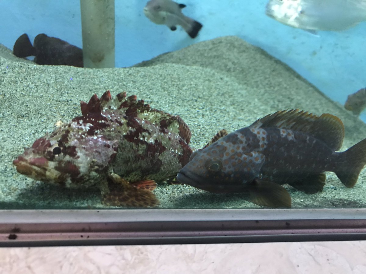 尖閣湾揚島遊園 公式 どこの水族館にでもいそうなカサゴですがうちの水族館にはなぜか1匹もいませんでした ですが とうとう1匹目が展示開始しました 飼育員が釣りました たかがカサゴ されどカサゴです 早速キジハタ先輩とは仲良さげです