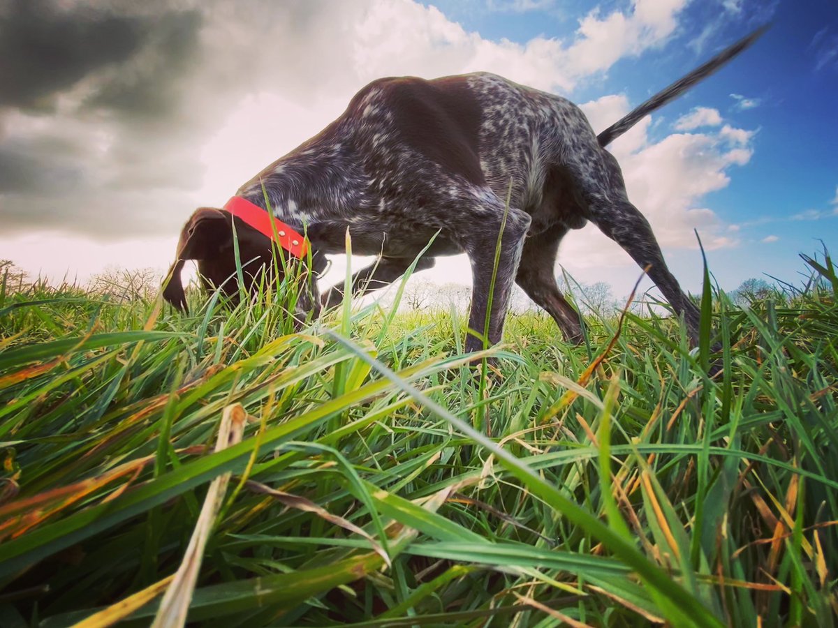 kellyhacker's tweet photo. Follow the snoot #sosweimaraner #rescuedog #germanshorthairedpointer #handsome #gspofig #gsp #pointersofinstagram #pointerproblems #pointerlove #gspoftheday #gsplove #dogsofinstagram #birddog #huntingdog #gundog #evasgreen @SWeimaraner https://t.co/rOlky8vhk2