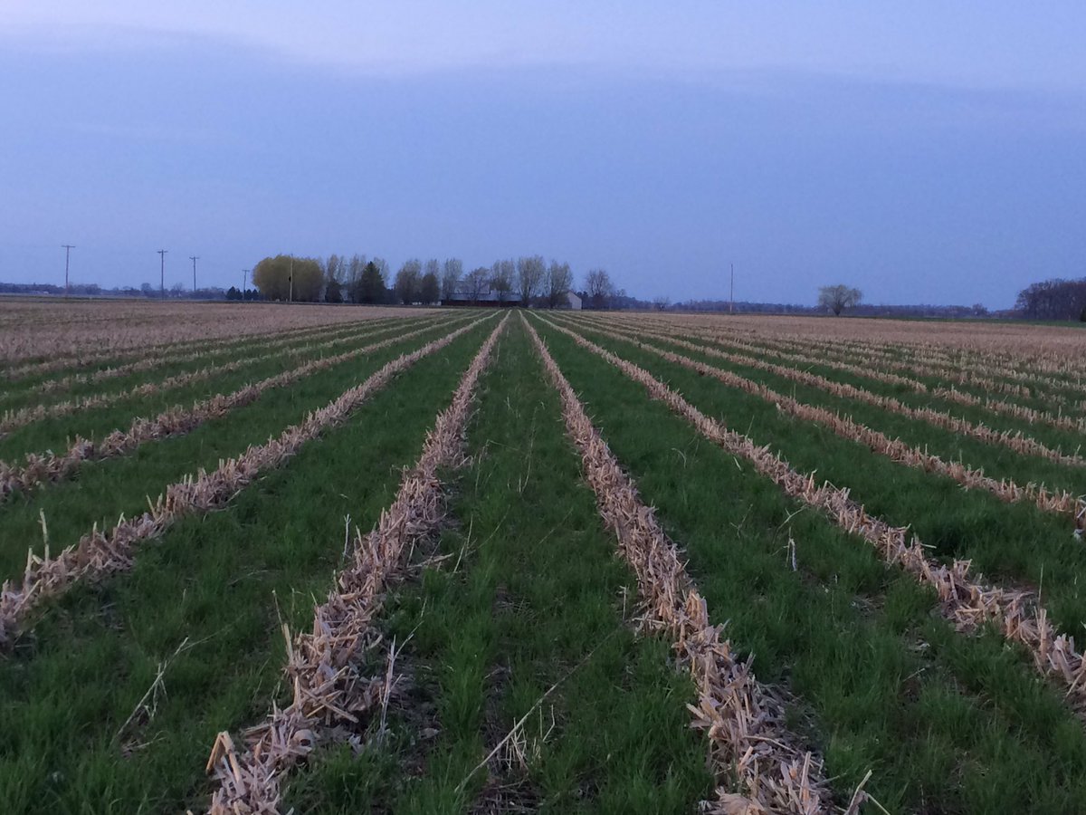 ohioplantsgreen's tweet photo. Iβm loving the looks of our #organic #60inCorn covers! volunteer rye, hairy vetch, crimson clover, balansa clover, Austrian winter peas! What if covers were planted in June instead of August https://t.co/hgCHHnKPAW