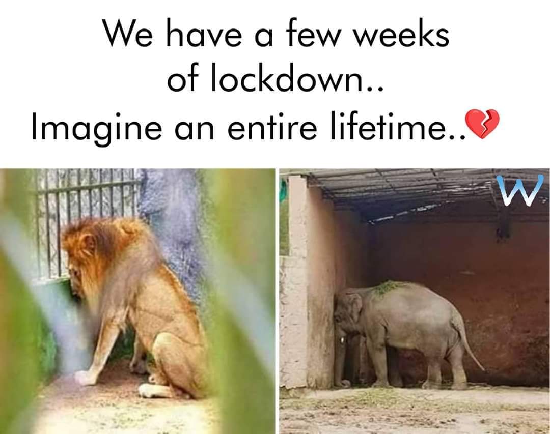 MangoManBR's tweet photo. We have to shut down all our zoos and let animals go to their natural habitats..

#COVID19Pandemic https://t.co/2H4TC9QUPs