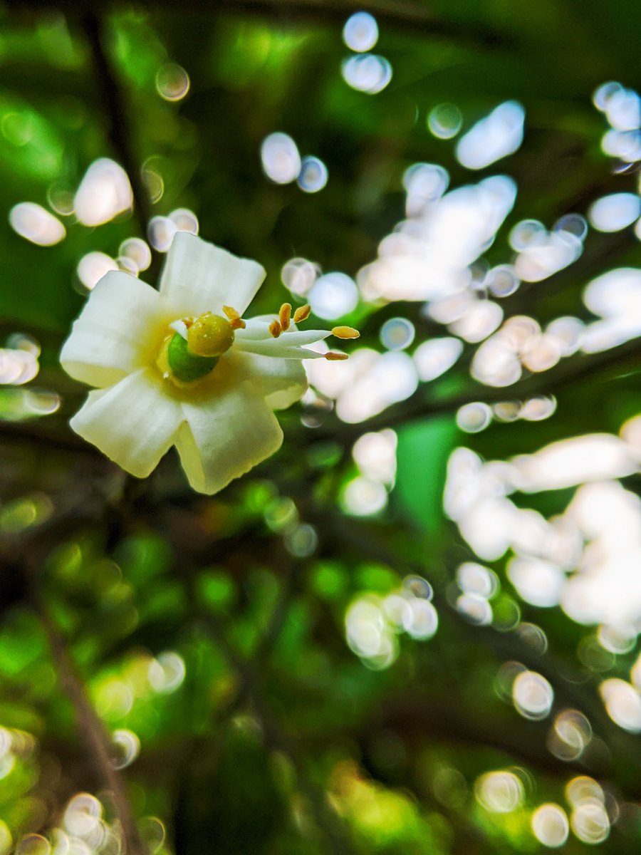 maarra_17's tweet photo. #teampixel #50differentflowers #dailyclicks #rajphotos #morningclicks . 👓🌻 https://t.co/OJADPfykYp
