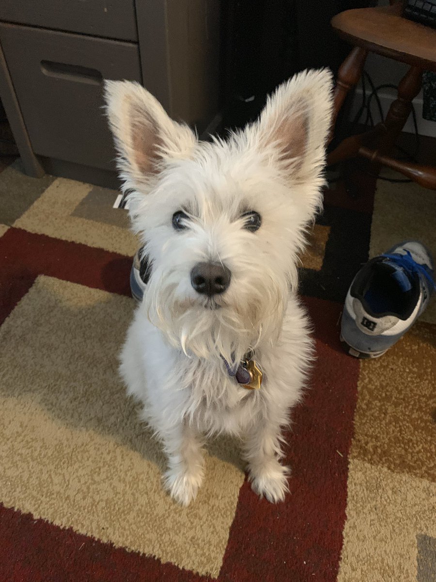 MusicFordElem's tweet photo. 🐾“Paw”sing for positivity! This music teacher stays happy with good food and good songs. Minnie always gives me audience for both. 😅🥰  #goodthingsGISD #elementaryford #HakunaMatata https://t.co/JqxBJ7DK78