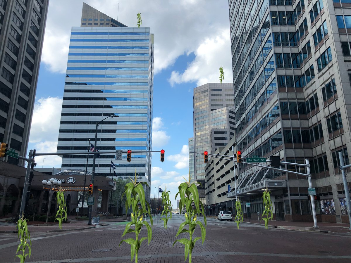 ebrungard's tweet photo. Wow. This is downtown Indianapolis, IN at rush hour today, where the city's street corn has finally returned after not being seen for more than 100 years. The earth is healing, we are the virus https://t.co/yxeZ24OqoQ