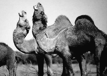 Одногорбый верблюд египта. Брачные игры верблюдов. Верблюды совокупляются. Дикий верблюд пржевальского. Одногорбый верблюд дромедар.