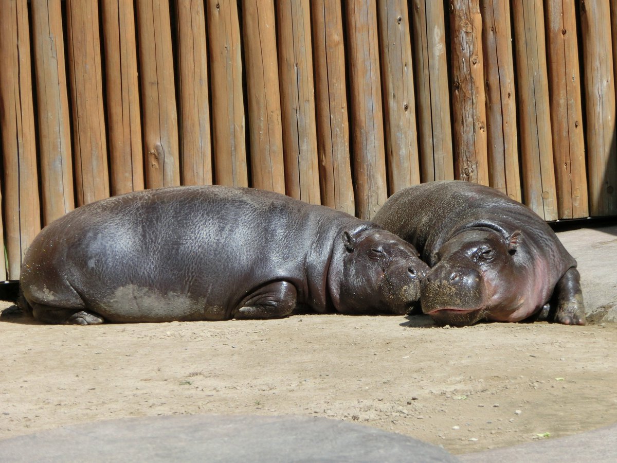 いしかわ動物園 公式 すみません 今日の写真ではないのです 少し前に撮影された2頭の仲良しショットでした ごめんなさいのついでに コビトカバのおしり載せておきます いしかわ動物園 リクエストにお応えして 動物のおしり コビトカバ いしかわ動物園 公式 すみません 今日の写真ではないのです 少し前に撮影された2頭の仲良しショットでした ごめんなさいのついでに コビトカバのおしり載せておきます いしかわ動物園 リクエストにお応えして 動物のおしり コビトカバ