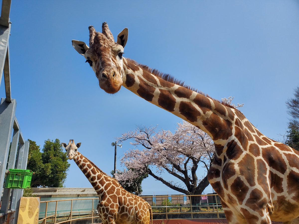 動物園 かみ ね 施設案内 上千葉砂原公園｜葛飾区公式サイト