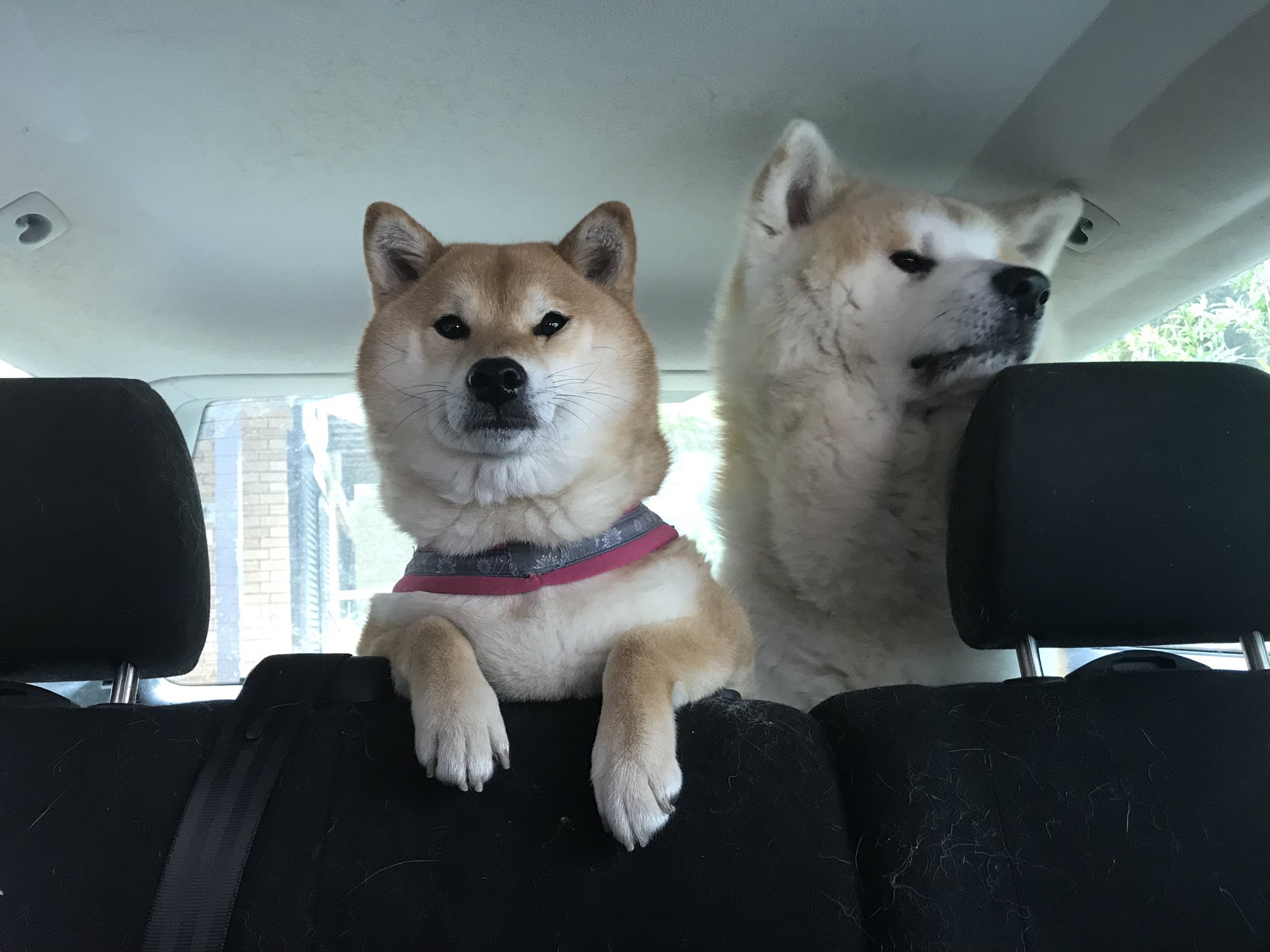 柴犬 秋田犬 はちモナじんくんとポン吉 今日もブーブーでお散歩ルンルンルン 車に乗るとじんは嬉しくてお目々ぱっちり あご乗せもするよ ちょうどいい位置 秋田犬 柴犬 車でお散歩 T Co Tbntng2nfe Twitter