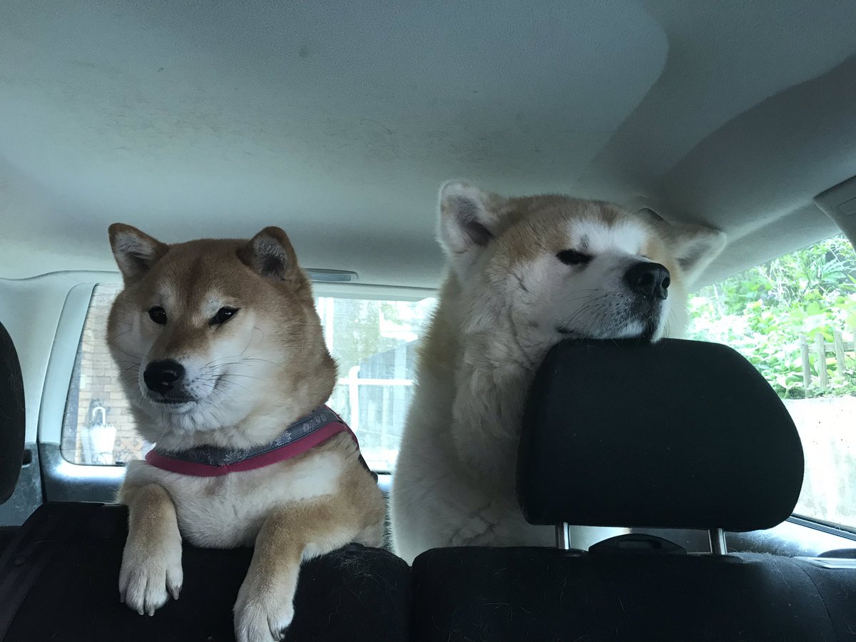 柴犬 秋田犬 はちモナじんくんとポン吉 今日もブーブーでお散歩ルンルンルン 車に乗るとじんは嬉しくてお目々ぱっちり あご乗せもするよ ちょうどいい位置 秋田犬 柴犬 車でお散歩