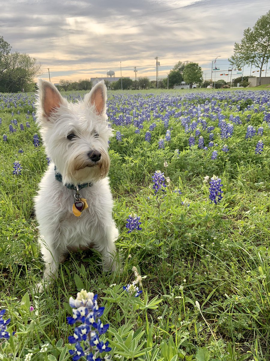 MusicFordElem's tweet photo. 🐾Happy ”Fur”tastic Tuesday! Minnie got to take her bluebonnet glamour shots on our walk today. We love our adventures in the park. 💙🌿 #goodthingsGISD #elementaryFord #someoneneedsahaircut https://t.co/xozBgxy1kS