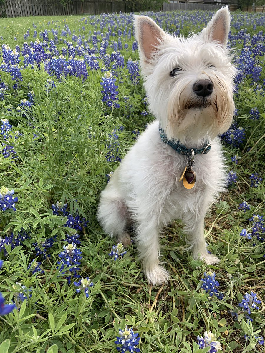 MusicFordElem's tweet photo. 🐾Happy ”Fur”tastic Tuesday! Minnie got to take her bluebonnet glamour shots on our walk today. We love our adventures in the park. 💙🌿 #goodthingsGISD #elementaryFord #someoneneedsahaircut https://t.co/xozBgxy1kS