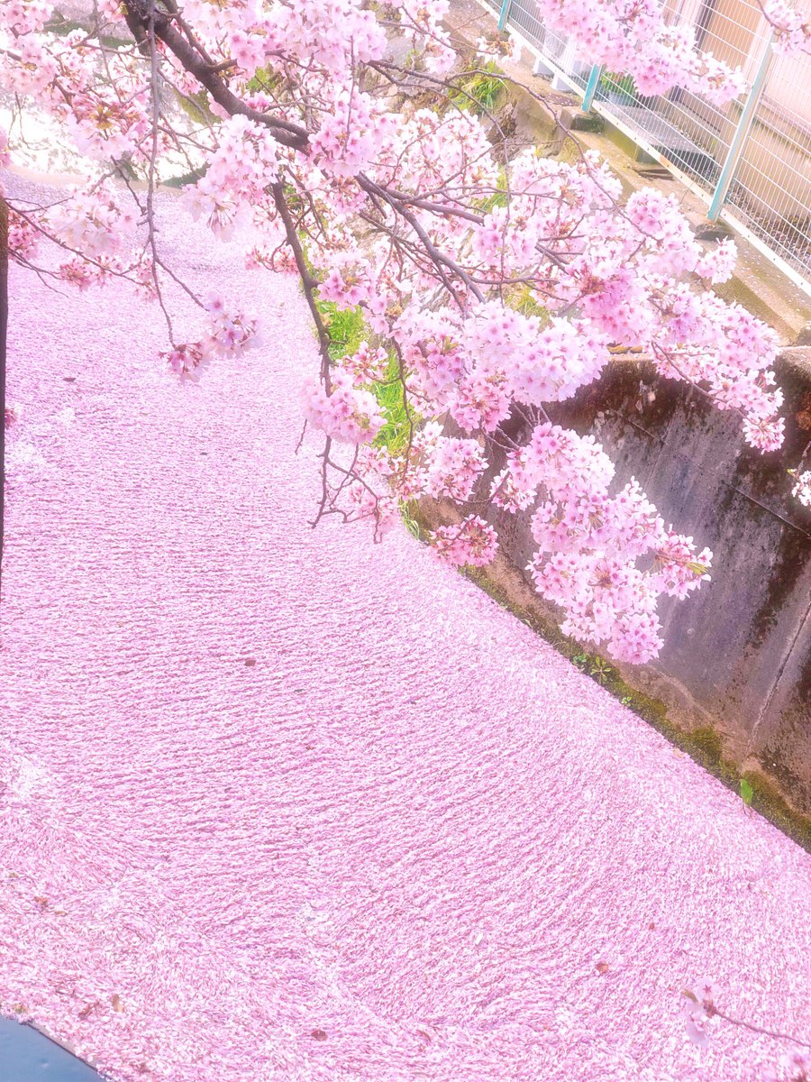 水面を埋め尽くす桜の絨毯 水の流れで渦巻く花びら 桜が散りゆく季節の風物詩 花筏が今年も美しいので 各地の花筏を集めてみた Togetter