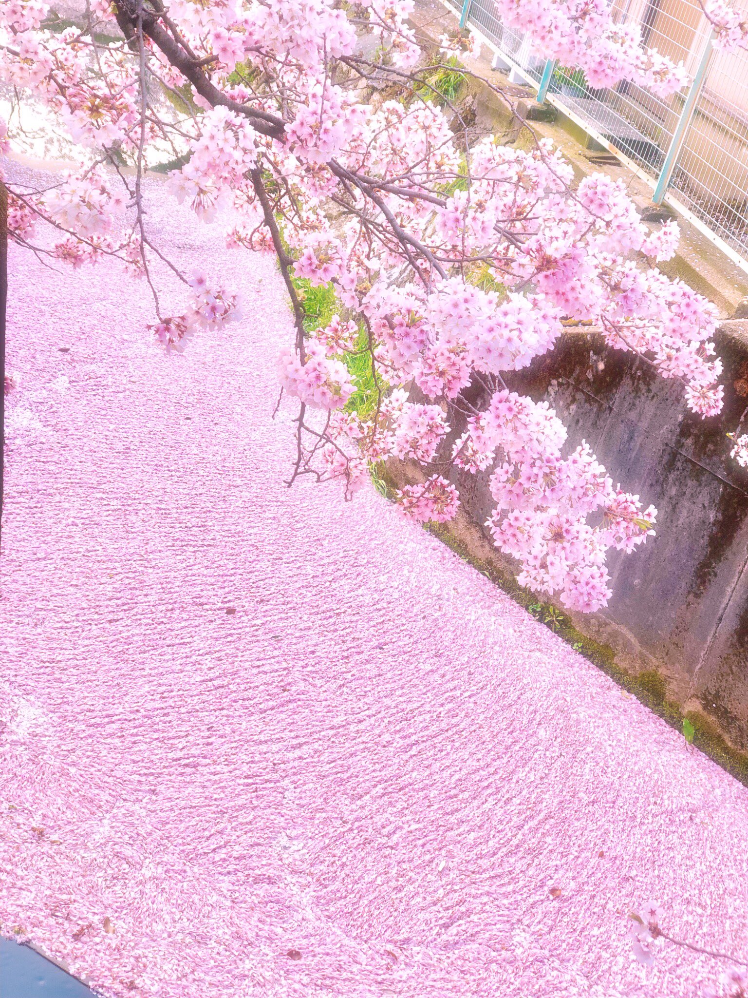 Waraku 京都 和楽 桜 花筏 桜の絨毯 朝散歩 哲学の道 タイミングよく桜の絨毯をみれました T Co 0grepblnh2 Twitter