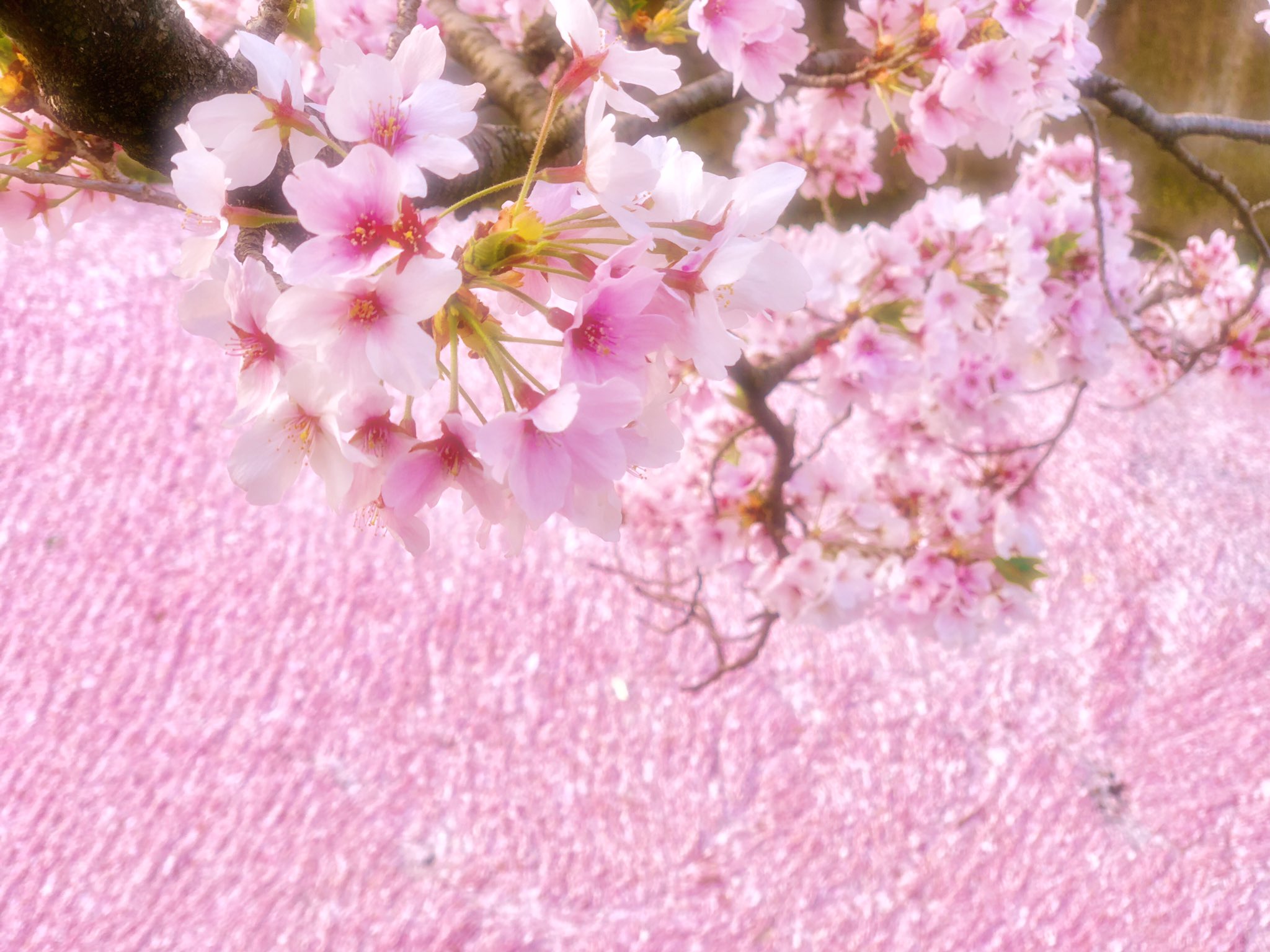 Waraku 京都 和楽 桜 花筏 桜の絨毯 朝散歩 哲学の道 タイミングよく桜の絨毯をみれました T Co 0grepblnh2 Twitter