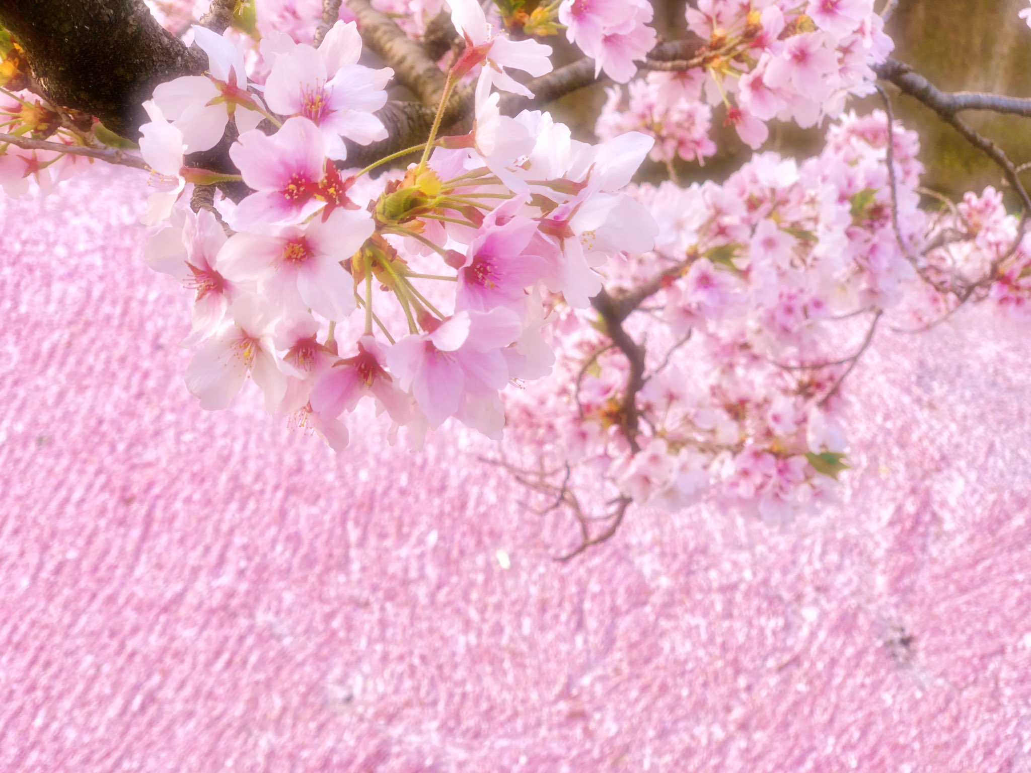 Waraku 京都 和楽 桜 花筏 桜の絨毯 朝散歩 哲学の道 タイミングよく桜の絨毯をみれました T Co 0grepblnh2 Twitter Waraku 京都 和楽 桜 花筏 桜の絨毯 朝散歩 哲学の道 タイミングよく桜の絨毯をみれました T Co 0grepblnh2 Twitter