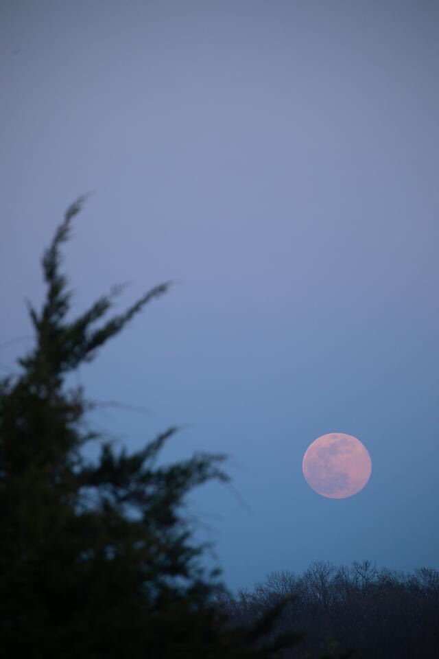 PerfectParker4's tweet photo. In case you missed the pink moon tonight, mom dusted off her camera so she wouldn’t forget what all the buttons do. https://t.co/zFc5Fk0ZEu