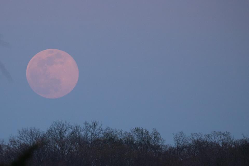 PerfectParker4's tweet photo. In case you missed the pink moon tonight, mom dusted off her camera so she wouldn’t forget what all the buttons do. https://t.co/zFc5Fk0ZEu