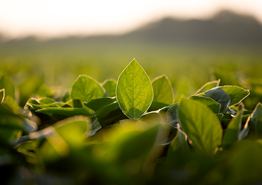 FieldAdvisor's tweet image. The @usda_nass began calling Illinois #soybean farmers yesterday to learn more about your nutrient management practices. If you receive a call, please respond and provide your input. The survey measures our state&apos;s progress towards the Illinois NLRS goals. bit.ly/2wm8xaK