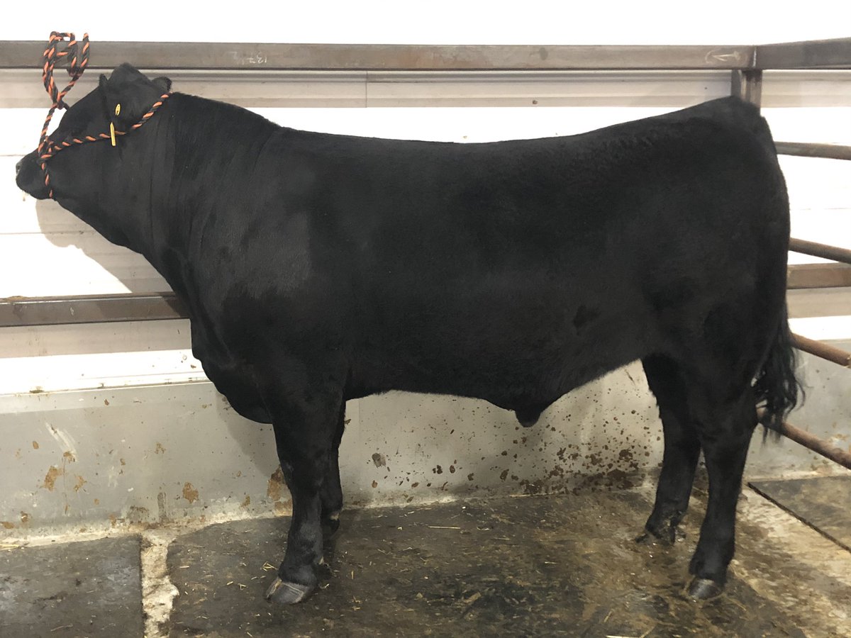 gtcustomfarming's tweet photo. Monday April 27 th #lakedellbeef4h  sale 2pm online from VJV.   Please direct message me or the club and we can preregister all buyers to make it easy for all us first timers.  Get your #homeraisedbeef ... https://t.co/YTnbLJIRe7