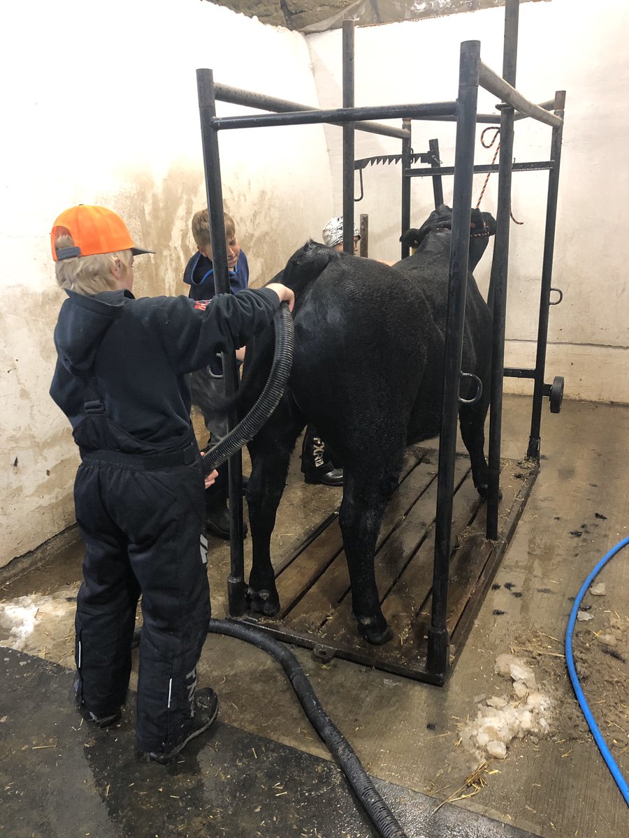 gtcustomfarming's tweet photo. Monday April 27 th #lakedellbeef4h  sale 2pm online from VJV.   Please direct message me or the club and we can preregister all buyers to make it easy for all us first timers.  Get your #homeraisedbeef ... https://t.co/YTnbLJIRe7