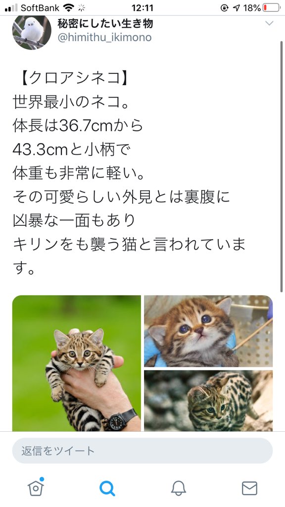 ボンゲ式 デザフェス5 29 در توییتر 世界で一番小さい猫なんやで 頑張ってキリン襲うねんで Ww