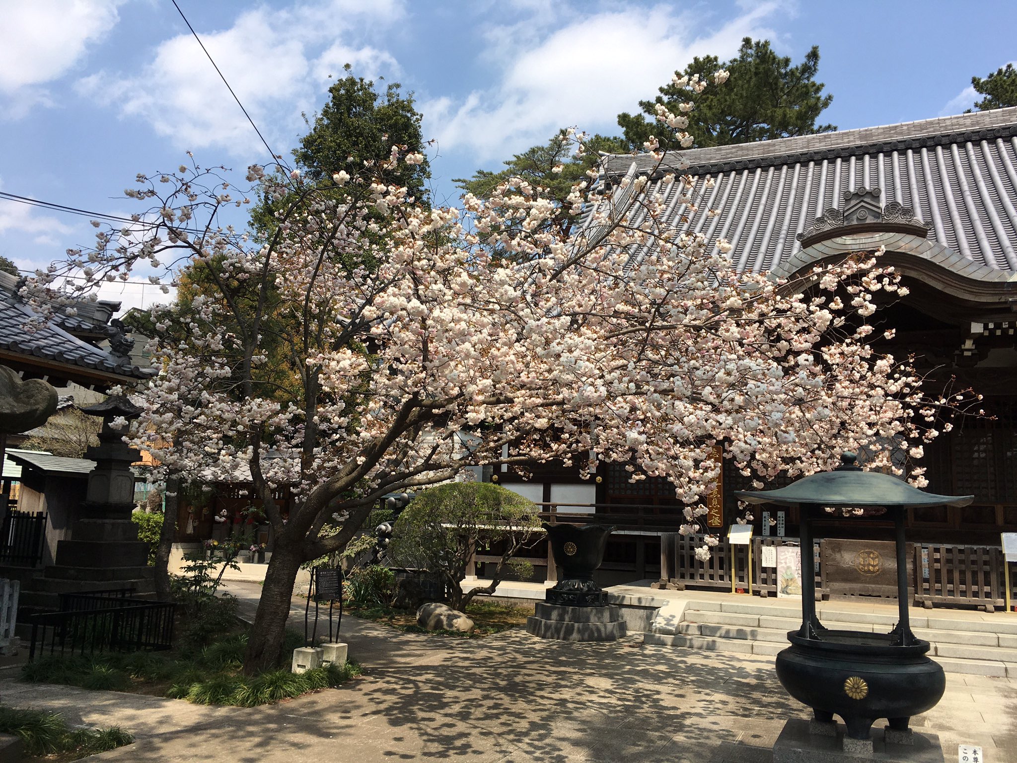Kantaterada お寺のシンボルツリーの龍華樹は 普賢象と呼ばれる桜です 室町時代の鎌倉が原産だと言い伝えられている八重桜です T Co 8dsvqbq6va Twitter