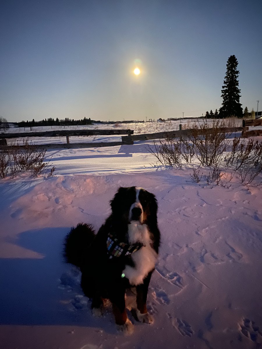 bunsenbernerbmd's tweet photo. The #PinkMoon was so bright tonight!  My dad braved a chilly night to go take a pic of it!
It’s not pink (any full moon in April is called pink) but super bright!
Clouds blocked us for its early rise (and chased my shorts wearing human back inside)
#science https://t.co/F3Qx7T9dBz
